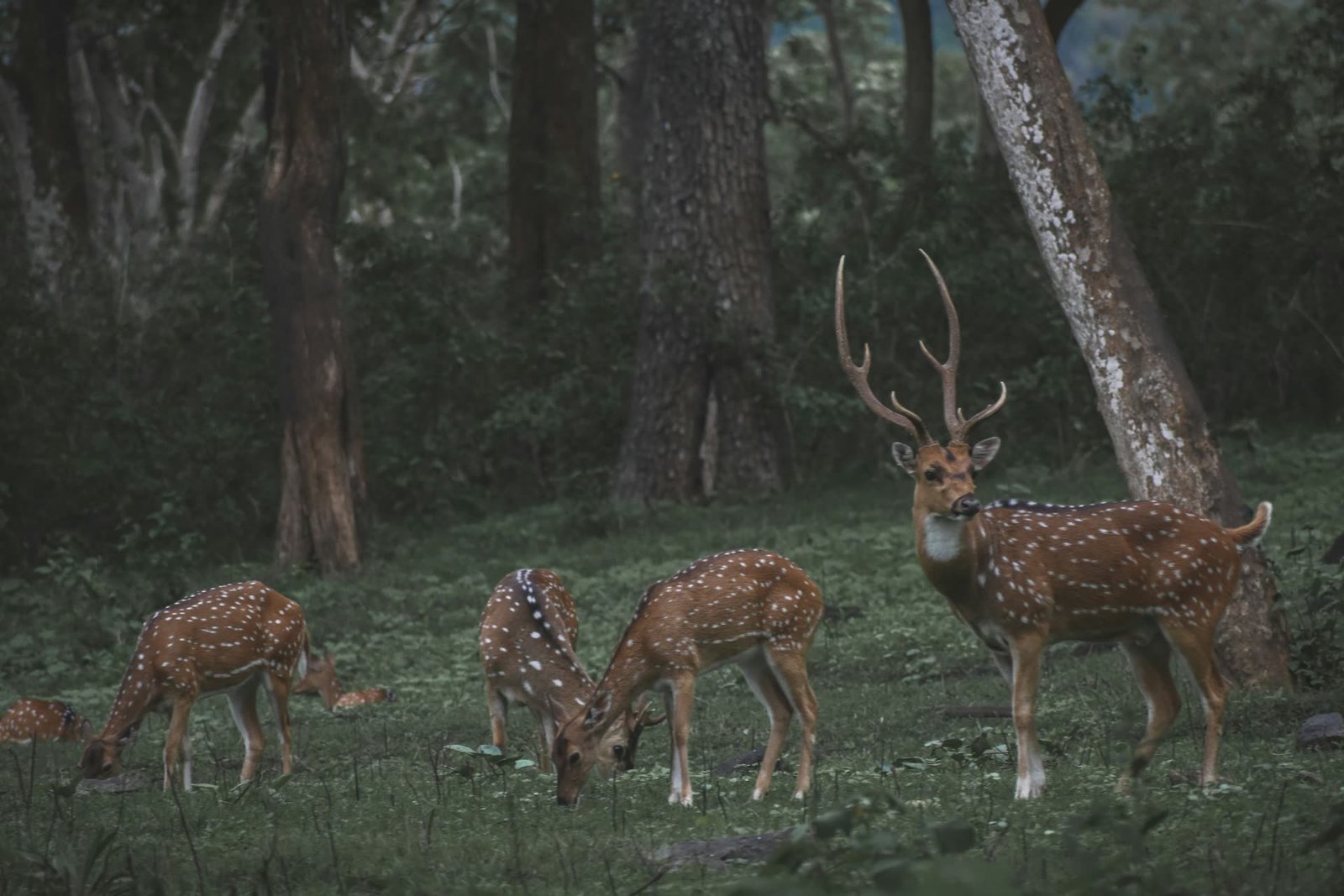Spotted deer herd grazing in Mudumalai forest